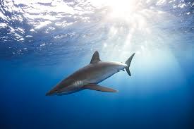Image result for Carcharhinus falciformis