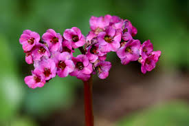 Image result for Bergenie