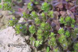 Attēlu rezultāti vaicājumam “Veronica arvensis flower”