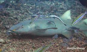 Image result for Negaprion acutidens