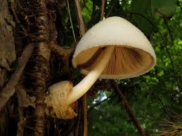 Attēlu rezultāti vaicājumam “Volvariella bombycina”