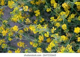 Attēlu rezultāti vaicājumam “Medicago sativa subsp. falcata bud”