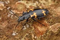 Attēlu rezultāti vaicājumam “Erotylidae”