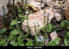 Attēlu rezultāti vaicājumam “Veronica officinalis fruit”