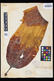 Attēlu rezultāti vaicājumam “Cribraria costata stalked”