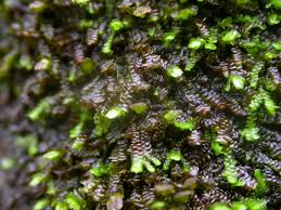 Attēlu rezultāti vaicājumam “Frullania dilatata”