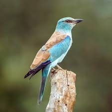 Attēlu rezultāti vaicājumam “Coracias garrulus adult”