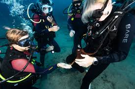 Image result for Dive Crew Scuba Diving
