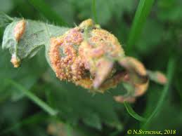 Attēlu rezultāti vaicājumam “Puccinia agrostidis”