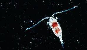 Attēlu rezultāti vaicājumam “Copepoda”