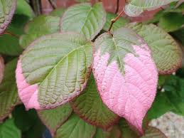 Attēlu rezultāti vaicājumam “Actinidia kolomikta”