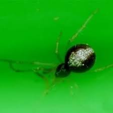 Attēlu rezultāti vaicājumam “Neottiura bimaculata female”