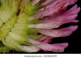 Attēlu rezultāti vaicājumam “Trifolium medium bud”