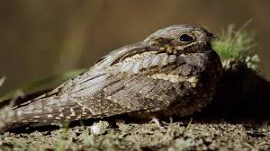 Attēlu rezultāti vaicājumam “Caprimulgus europaeus nest”