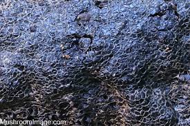 Attēlu rezultāti vaicājumam “Siphoptychium violaceum”