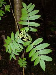 Attēlu rezultāti vaicājumam “Sorbus aucuparia leaf”