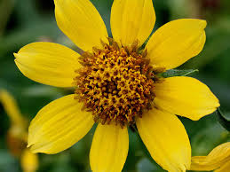 Attēlu rezultāti vaicājumam “Bidens cernua”