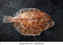 Image result for Microstomus kitt