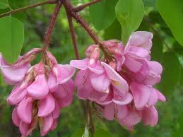 Attēlu rezultāti vaicājumam “Robinia neomexicana”