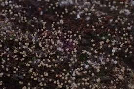 Attēlu rezultāti vaicājumam “Cribraria macrocarpa young”