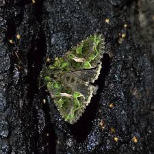 Attēlu rezultāti vaicājumam “Trachea atriplicis”