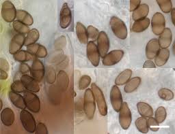 Attēlu rezultāti vaicājumam “Vouauxiomyces santessonii”