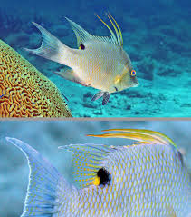 Image result for Lachnolaimus maximus