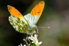 Attēlu rezultāti vaicājumam “Anthocharis cardamines underside”