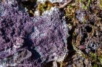 Attēlu rezultāti vaicājumam “Nectriopsis violacea”