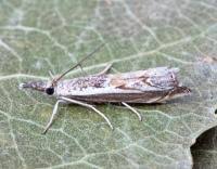 Attēlu rezultāti vaicājumam “Platytes alpinella”