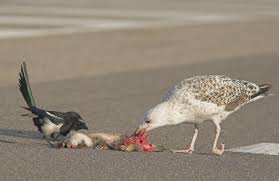 Attēlu rezultāti vaicājumam “Larus marinus”