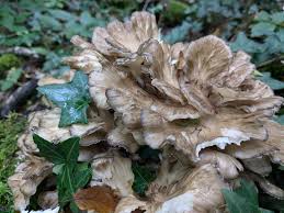 Attēlu rezultāti vaicājumam “Cortinarius praestans”