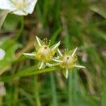 Attēlu rezultāti vaicājumam “Parnassia palustris fruit”