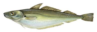 Image result for Merlangius merlangus