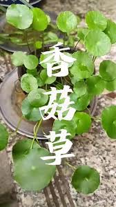 「香菇草」的圖片搜尋結果