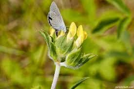 Attēlu rezultāti vaicājumam “Cupido minimus female”