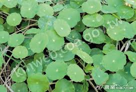 「銅錢草」的圖片搜尋結果