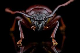 Attēlu rezultāti vaicājumam “Cribraria martinii macro”