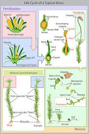 Attēlu rezultāti vaicājumam “Plagiomnium undulatum sporophyte”