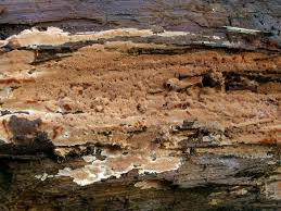 Attēlu rezultāti vaicājumam “Junghuhnia collabens”