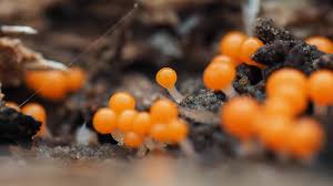 Attēlu rezultāti vaicājumam “Lycogala melleum spores”