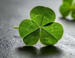 Attēlu rezultāti vaicājumam “Trifolium repens leaf”