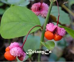 Attēlu rezultāti vaicājumam “Euonymus fruit”