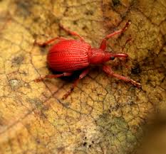 Attēlu rezultāti vaicājumam “Apion sp.”