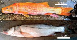 Image result for Centropomus undecimalis