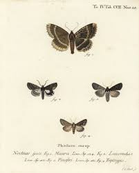 Attēlu rezultāti vaicājumam “Dypterygia scabriuscula”