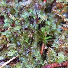 Attēlu rezultāti vaicājumam “Calypogeia neesiana”