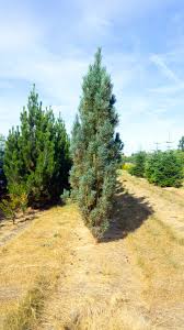 Attēlu rezultāti vaicājumam “Pinus sylvestris var. turfosa”