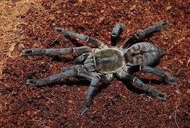 Attēlu rezultāti vaicājumam “Trichia longipalpis”