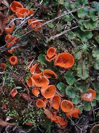 Attēlu rezultāti vaicājumam “Aleuria aurantia”